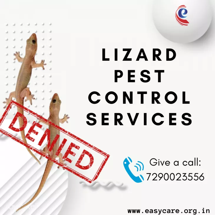 Lizard pest control services