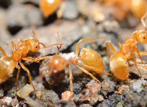 Pharaoh Ants Control Services Awesomepest Control