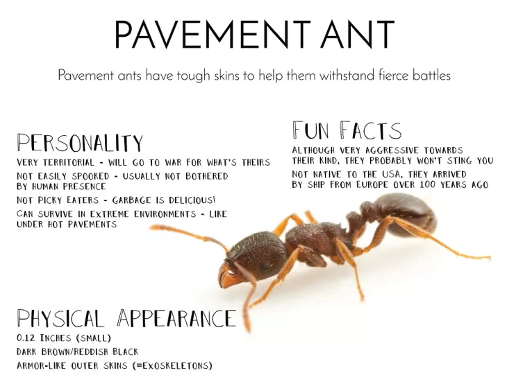 Pavement Ants Treatment Toronto Awesomepest