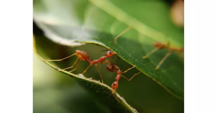 8 Best Ways How To Get Rid Of Ants