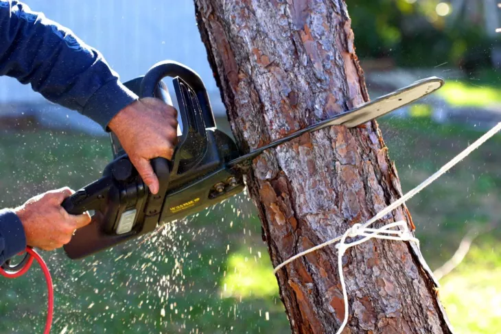 Professional Tree Trimming in Mordialloc