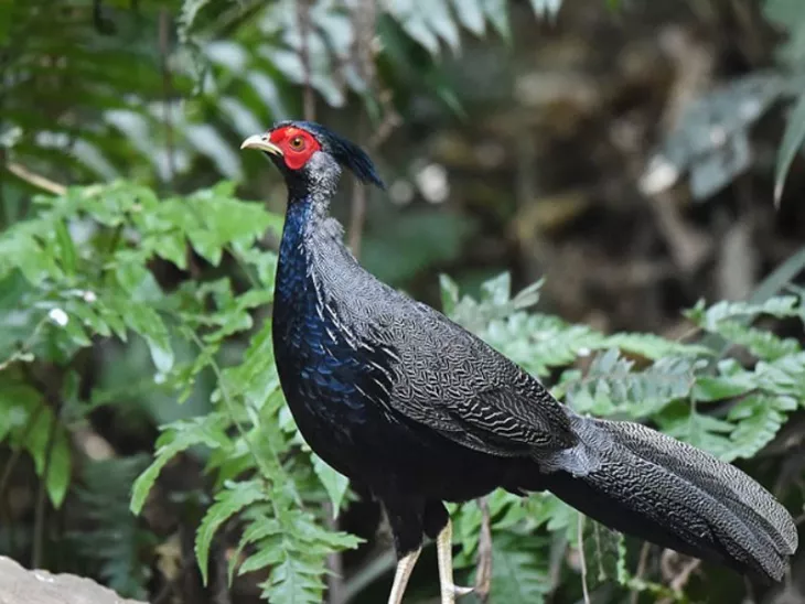 Yunnan birding tours