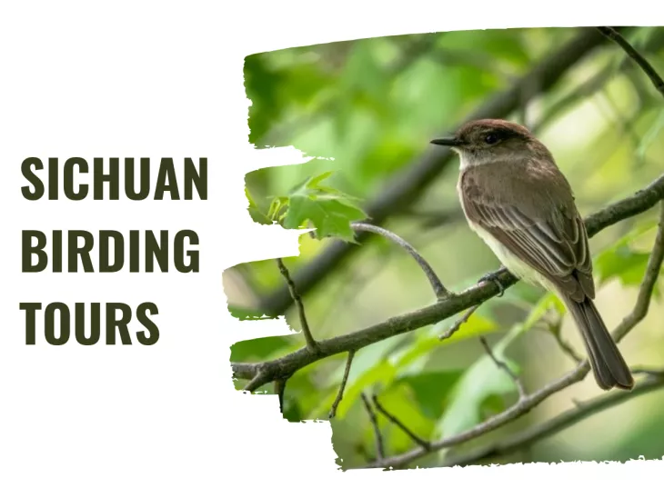 Sichuan birding tours