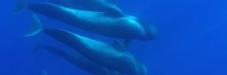 pilot whales