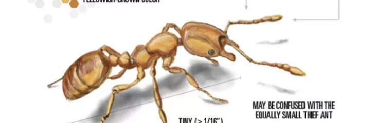 Pharaoh Ants Control Services Awesomepest