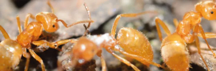Pharaoh Ants Control Services Awesomepest Control