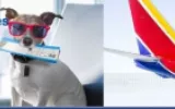 Southwest Airlines pet policy