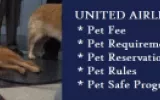 United Airlines Pet Policy
