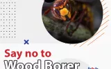Say no to wood borer