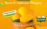 fresh alphonso mango online shopping